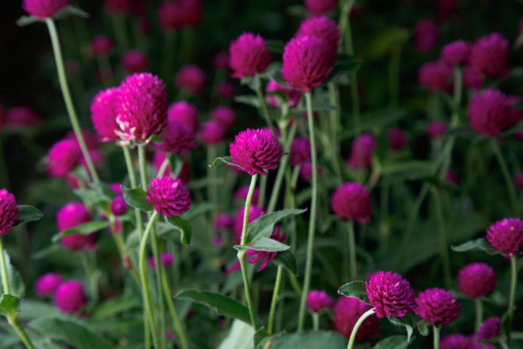 Gomphrena ping pong - 1 pianta v. 14 cm
