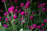 Gomphrena ping pong - 1 pianta v. 14 cm