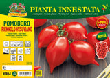 Pomodoro Piennolo Vesuviano in piante - 2 formati disponibili