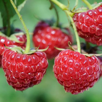 Lampone Rosso ss Unifero senza spine - v. 12 x 11 x 11 cm - Apice Piante