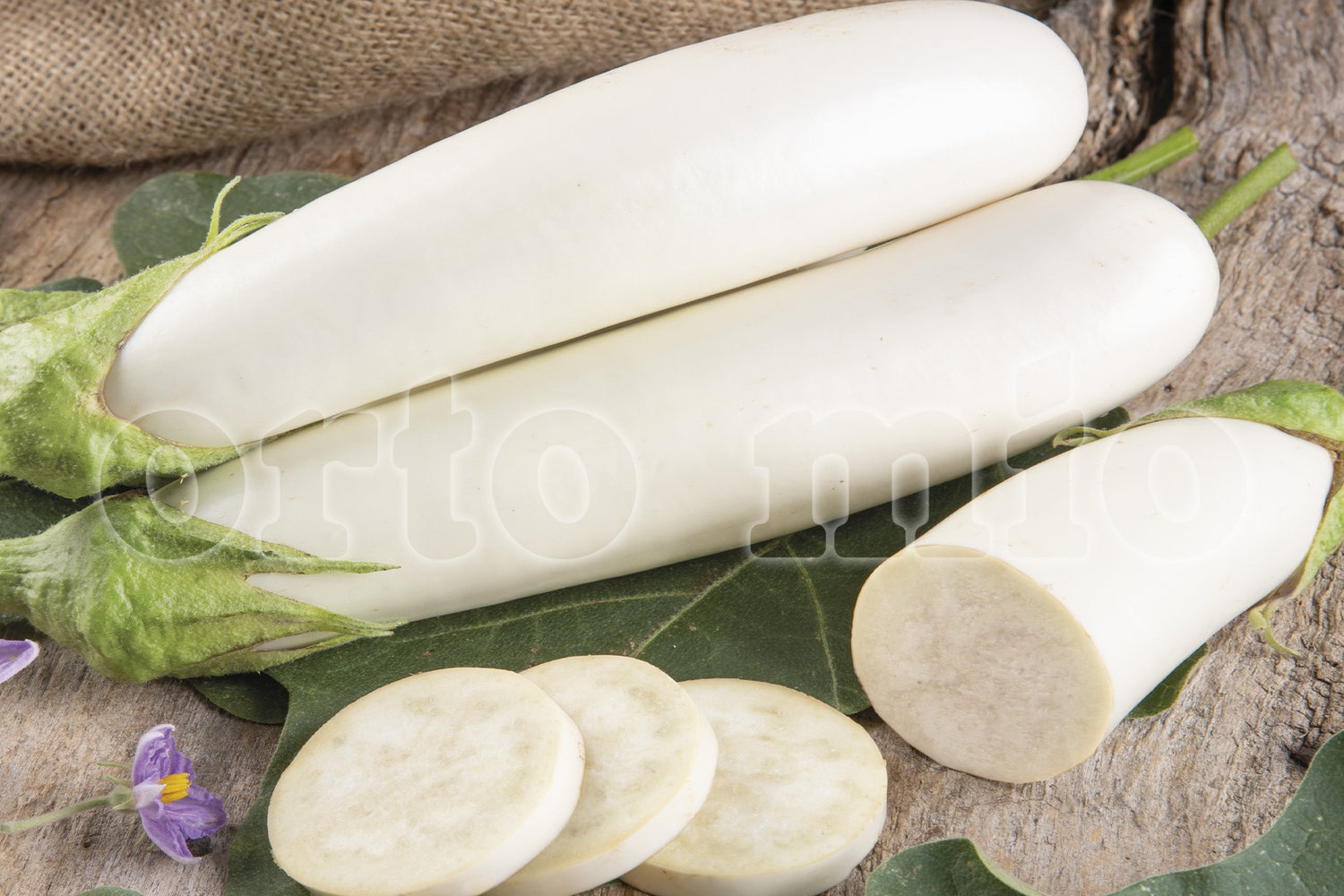 Melanzana Lunga Bianca var. Fiocco di Neve F1 - Orto Mio