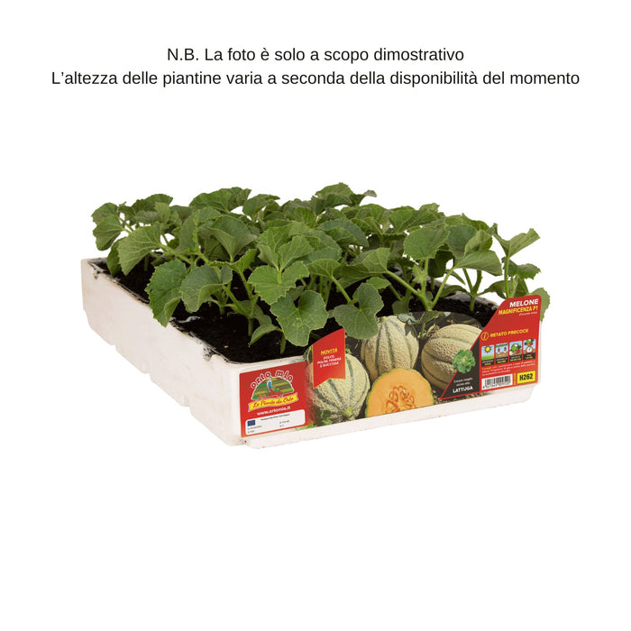 Melone retato con fetta precoce Italiano Magnificenza F1 - 4 piante - Orto Mio