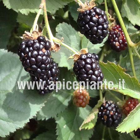 Mora Navaho gigante senza spine tardiva - v. 18 x 13 cm - Apice Piante