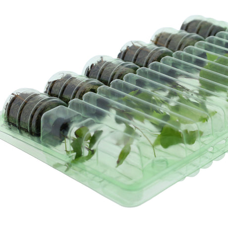 Pacco per ordine postale per 6 tappi ø38x50mm - Confezione da 200 pz