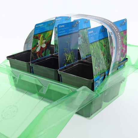 Pacco per ordine per corrispondenza contenente 6 piante (2x3) in vasi di 9x9x10 cm (opzione alternativa: pacco di sei piante acquatiche Moerings con etichette e maniglia per il trasporto) - Confezione da 125 pz