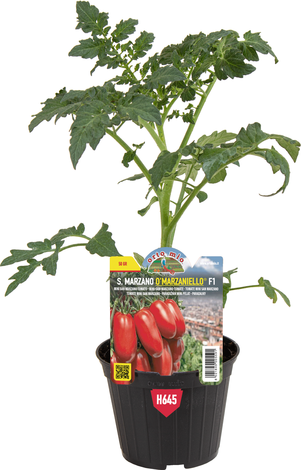 San Marzano Tomato and Oval Mini San Marzano Scaltro F1 - 1 Plant v.10 cm - Orto Mio