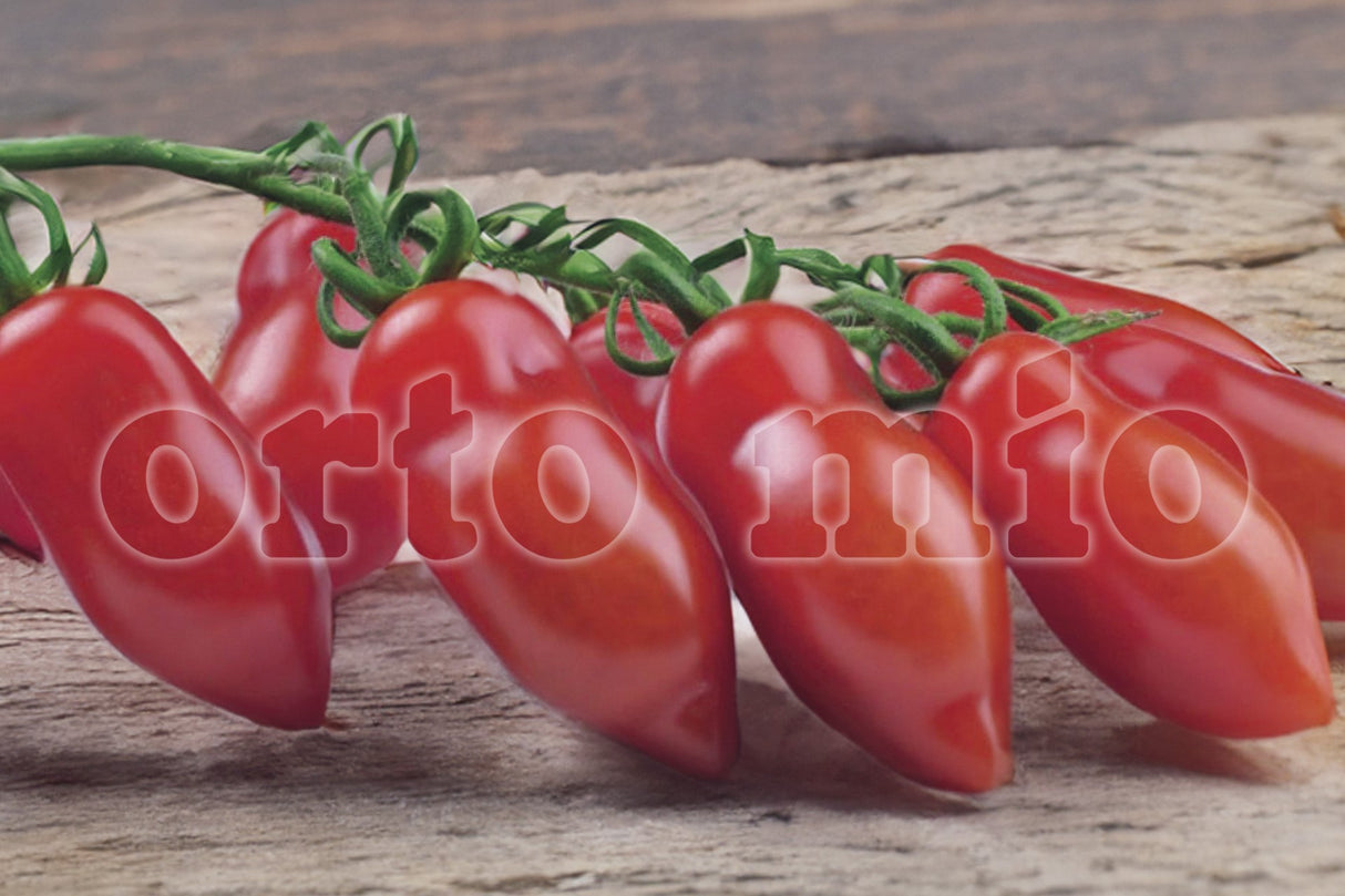 Pomodoro San Marzano e ovale (da palo) Mini San Marzano var. Marzello F1