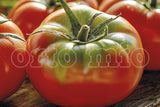 Costoluto tomaat (staand) Marmande "Raf" var. Raffy F1 in plant