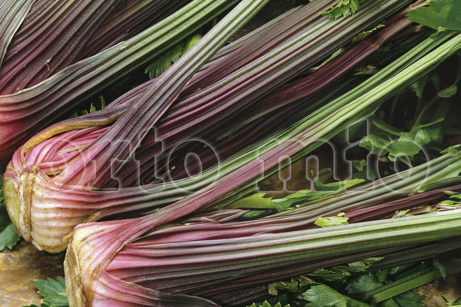 Sedano rosso del Piemonte Martine F1 - 6 piante - Orto Mio