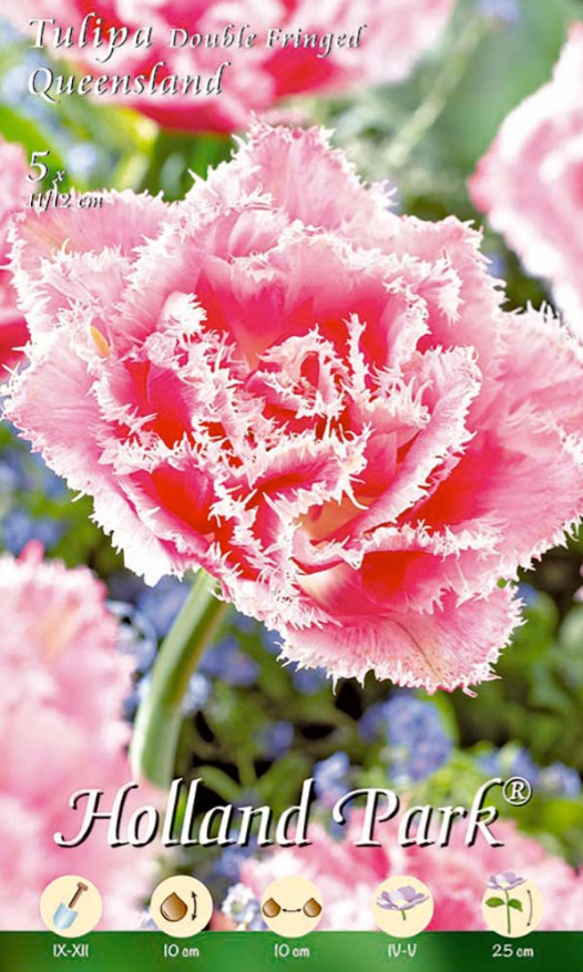 Tulipani Double Fringed Queensland - 5 bulbi