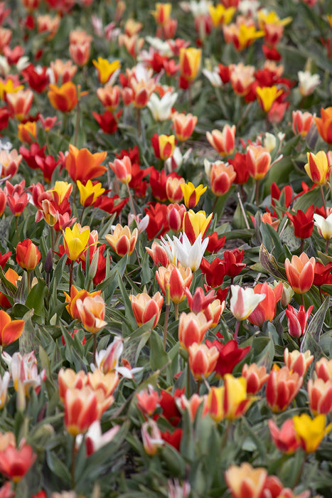 Tulipani greigii mixed - 5 bulbi