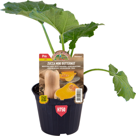 Pianta di Zucca mini butternut - 2 formati