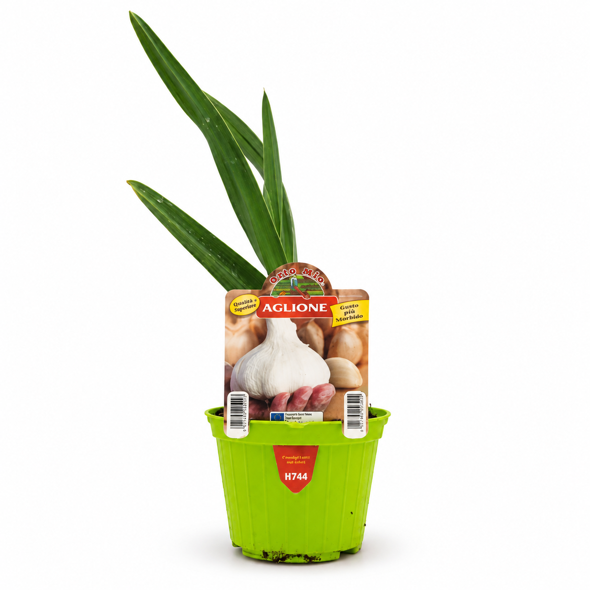 Aglione della Valdichiana Orto Mio H744 in vaso da 10 cm su sfondo bianco