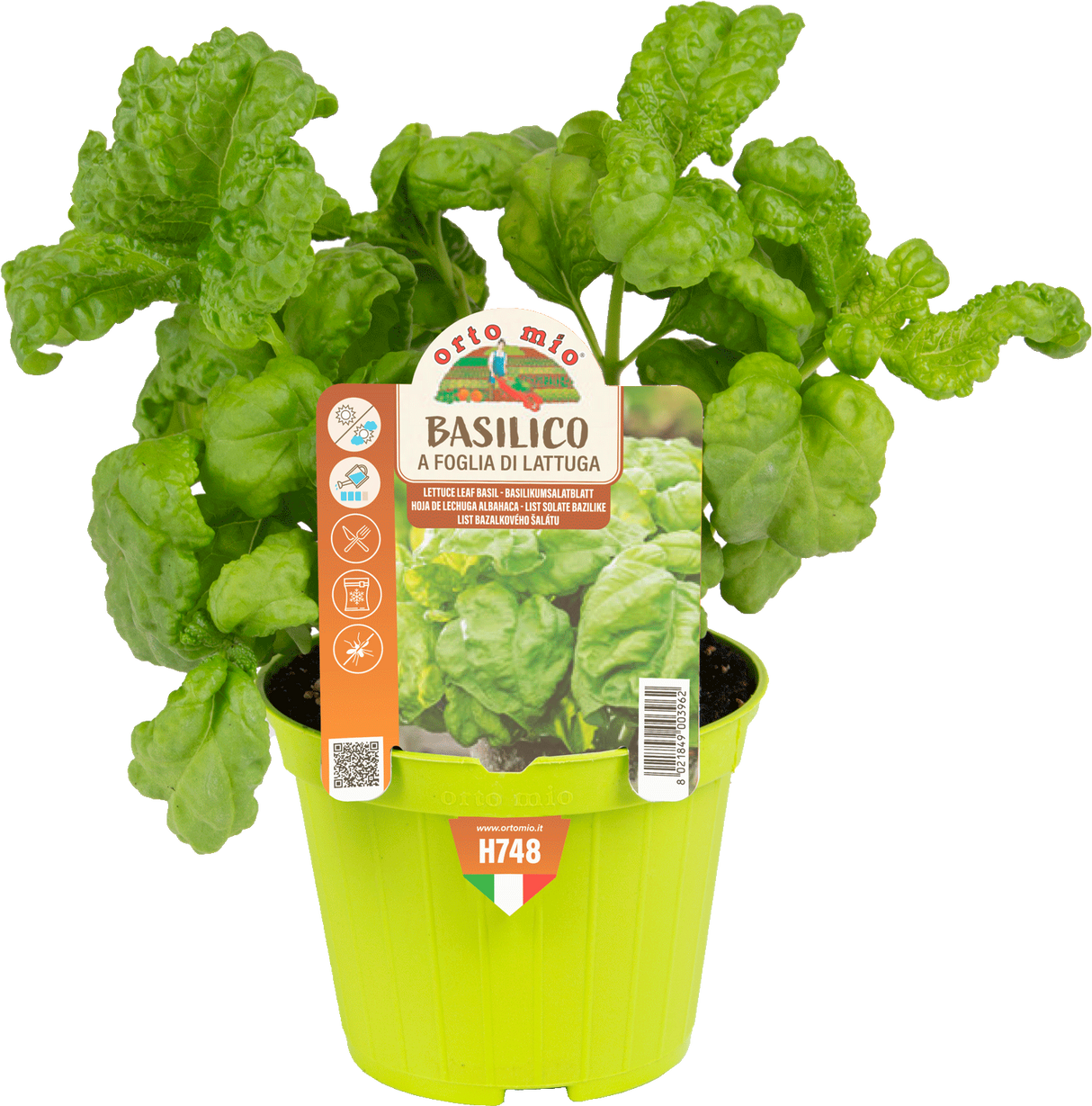 Lettuce Leaf Basil - 1 plant v.10 cm - Orto Mio