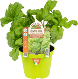 Lettuce Leaf Basil - 1 plant v.10 cm - Orto Mio