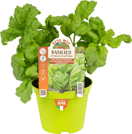 Lettuce Leaf Basil - 1 plant v.10 cm - Orto Mio