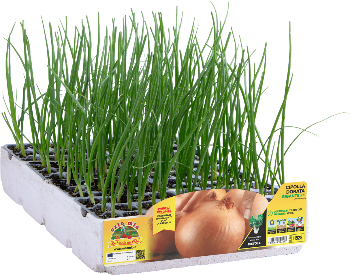 Cipolla Dorata Gigante - 12 piantine in vaschetta