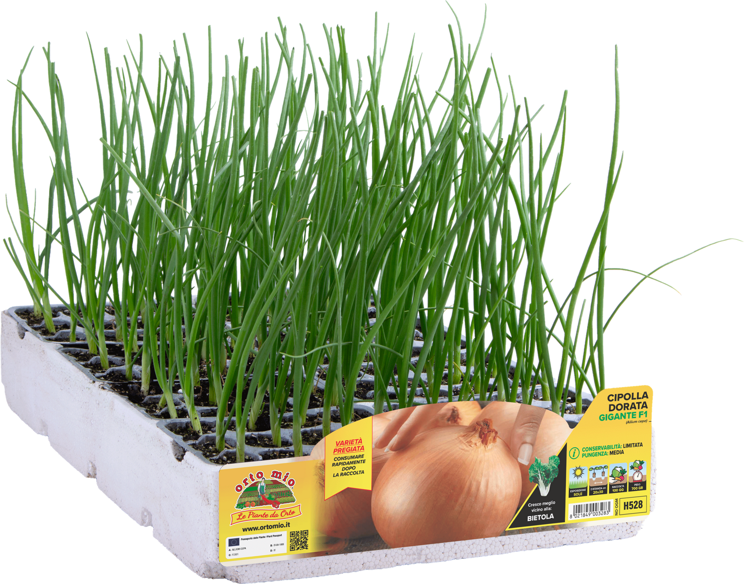 Cipolla Dorata Gigante - 12 piantine in vaschetta