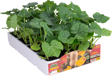 Pianta di Zucca mini butternut - 2 formati