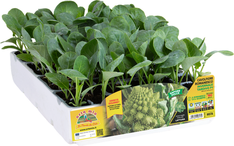 Cavolfiore Romanesco invernale tardivo (180 giorni) - 6 piante - Orto Mio