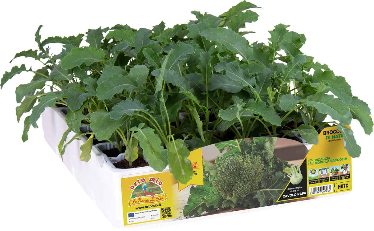 Cavolo Broccolo Broccolo di Natale (100 giorni) - 6 piante - Orto Mio