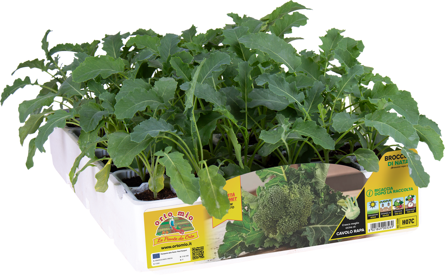 Cavolo Broccolo Broccolo di Natale (100 giorni) - 6 piante - Orto Mio