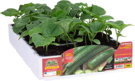 Piante di Cetriolo Lungo Olandese (30-35 cm)
