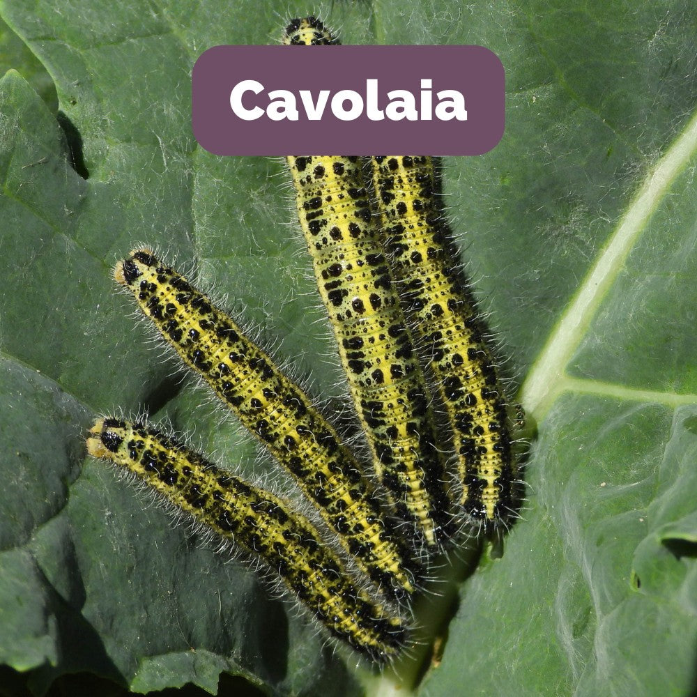 Cabbage Moth Emergency Kit