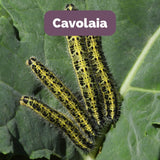 Cabbage Moth Emergency Kit