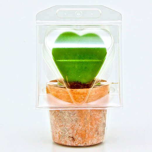 Borsa per trasportare 1 pianta (Valentine Hoya; a forma di cuore) in un vaso KUMA ø8,5cm.