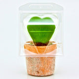 Borsa per trasportare 1 pianta (Valentine Hoya; a forma di cuore) in un vaso KUMA ø8,5cm.