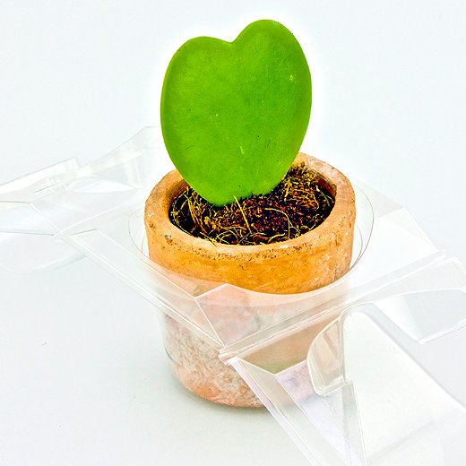 Borsa per trasportare 1 pianta (Valentine Hoya; a forma di cuore) in un vaso KUMA ø8,5cm.