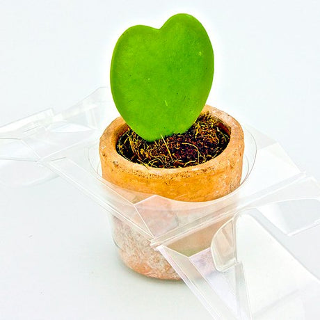 Borsa per trasportare 1 pianta (Valentine Hoya; a forma di cuore) in un vaso KUMA ø8,5cm - Confezione da 800 pz