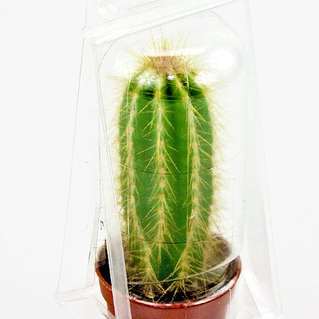 Confezione per contenere 1 pianta in un vaso KUMA ø5,5cm - Cartone da 1.350 pz