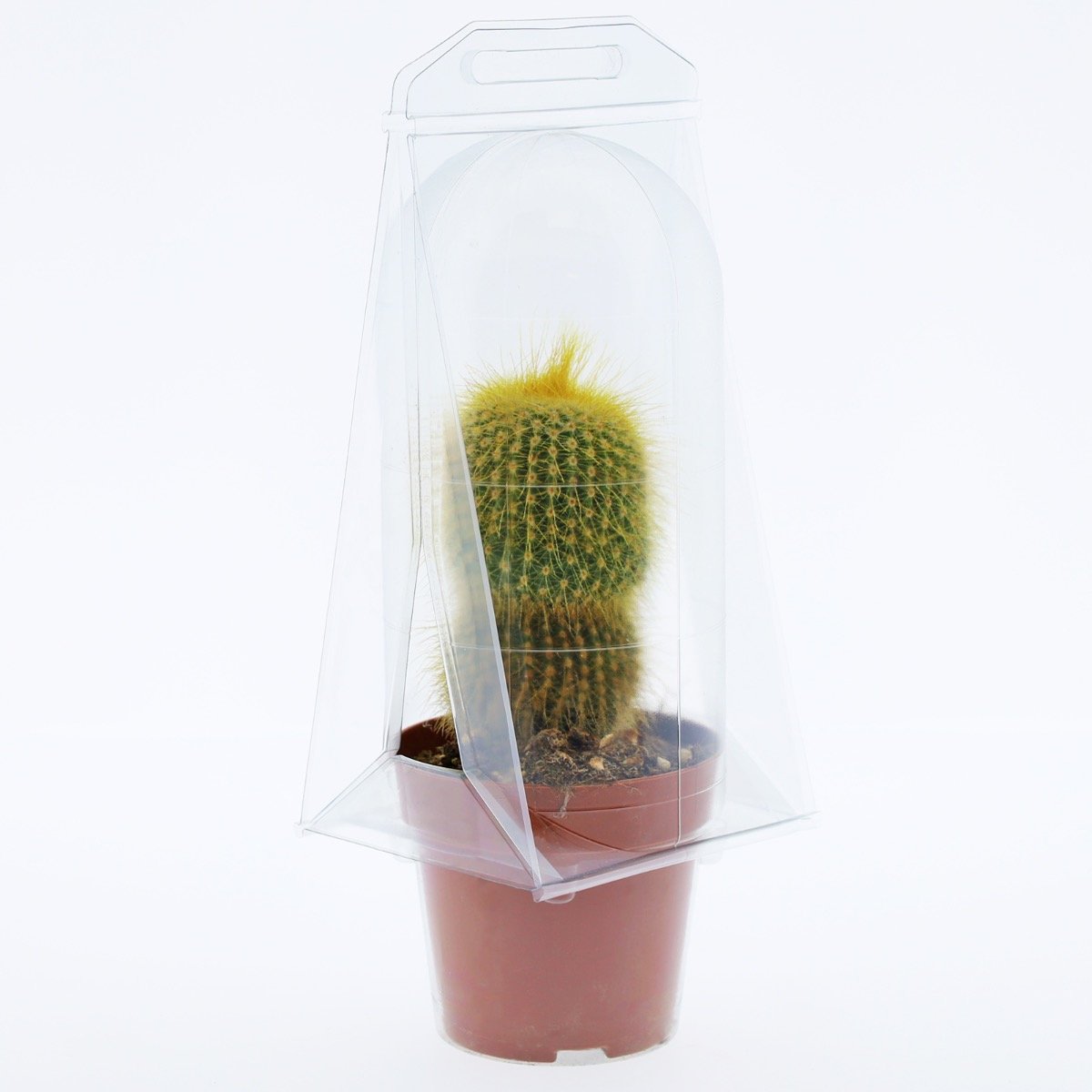 Confezione per trasporto per contenere 1 pianta in un vaso KUMA ø8,5cm.