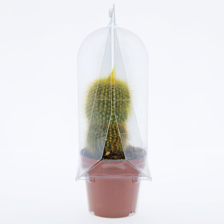 Confezione per trasporto per contenere 1 pianta in un vaso KUMA ø8,5cm - Cartone da 400 pz