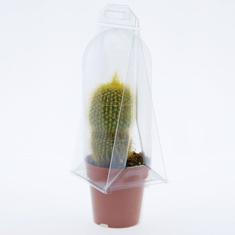 Confezione per trasporto per contenere 1 pianta in un vaso KUMA ø8,5cm - Cartone da 400 pz