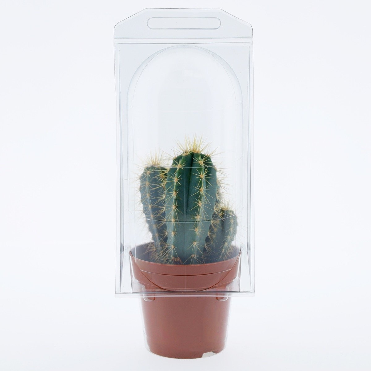 Confezione per trasporto per contenere 1 pianta in un vaso KUMA ø8,5cm.