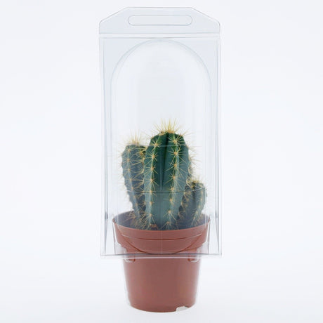 Confezione per trasporto per contenere 1 pianta in un vaso KUMA ø8,5cm - Cartone da 400 pz