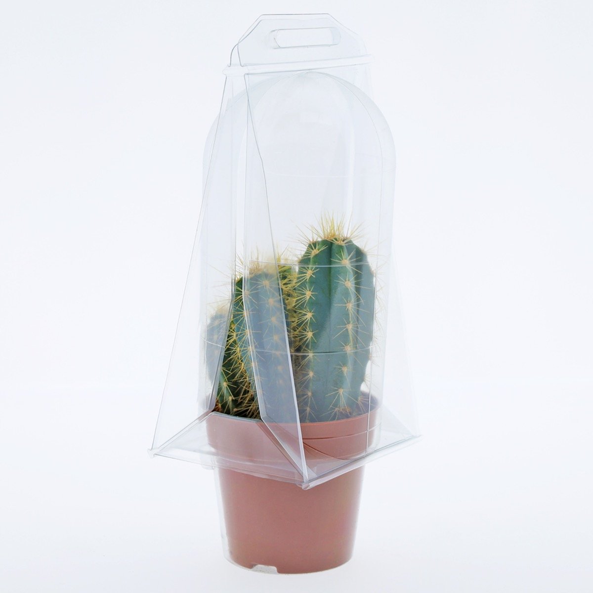 Confezione per trasporto per contenere 1 pianta in un vaso KUMA ø8,5cm.