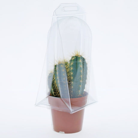 Confezione per trasporto per contenere 1 pianta in un vaso KUMA ø8,5cm - Cartone da 400 pz