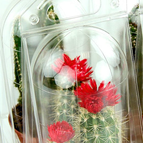 Confezione per contenere 1 pianta in un vaso KUMA ø10,5cm - Cartone da 400 pz