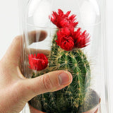 Confezione per contenere 1 pianta in un vaso KUMA ø10,5cm.