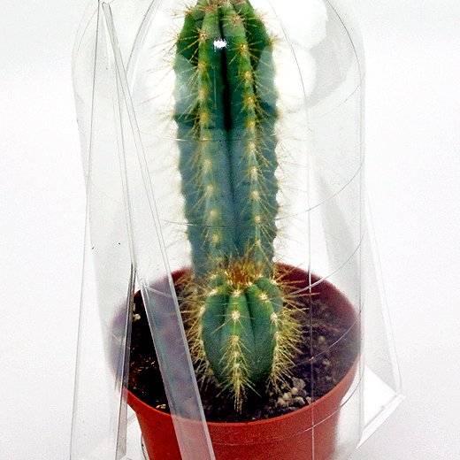 Confezione per trasporto per contenere 1 pianta in un vaso KUMA ø10,5 cm.