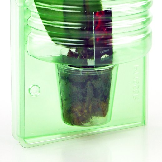 Pacco per ordine per corrispondenza per 1 pianta in un vaso di ø60x60mm.
