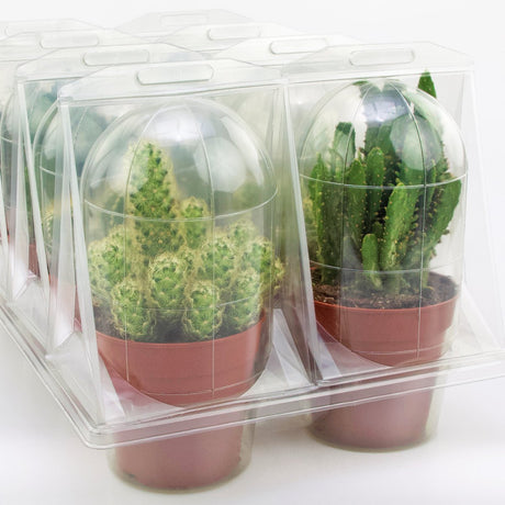 Confezione per trasportare 1 pianta in un vaso KUMA ø12cm - Cartone da 300 pz