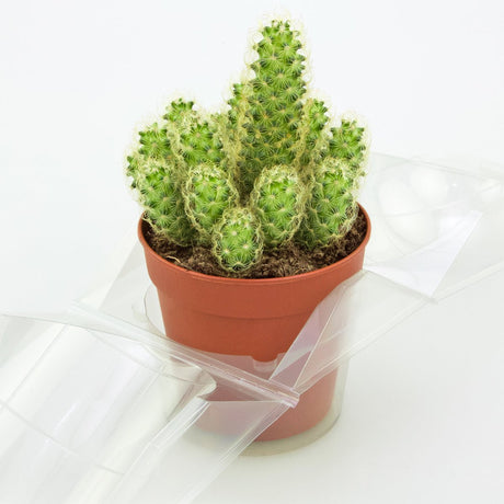 Confezione per trasportare 1 pianta in un vaso KUMA ø12cm - Cartone da 300 pz