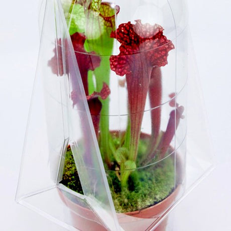 Confezione per contenere 1 pianta in un vaso KUMA ø12cm - Cartone da 300 pz