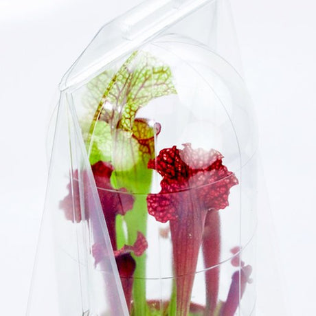 Confezione per contenere 1 pianta in un vaso KUMA ø12cm - Cartone da 300 pz