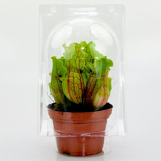 Confezione per contenere 1 pianta in un vaso KUMA ø12cm.